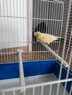 Canari male, Mannelijk, Zangkanarie