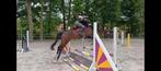 Knap allround paardje, Dieren en Toebehoren, Ruin, Niet van toepassing, 7 tot 10 jaar, 160 tot 165 cm