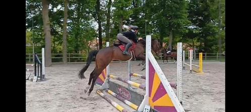 Knap allround paardje, Dieren en Toebehoren, Paarden, Ruin, Niet van toepassing, 160 tot 165 cm, 7 tot 10 jaar, Recreatiepaard