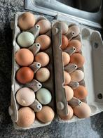 Broedeieren gemixte toom