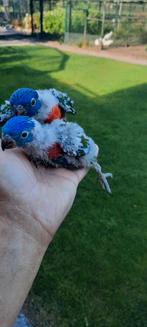 Jonge lori van de blauwe bergen, Dieren en Toebehoren, Vogels | Parkieten en Papegaaien, Tam