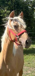 Palomino Foal PRE 16 MAANDEN, Dieren en Toebehoren, Paarden, L