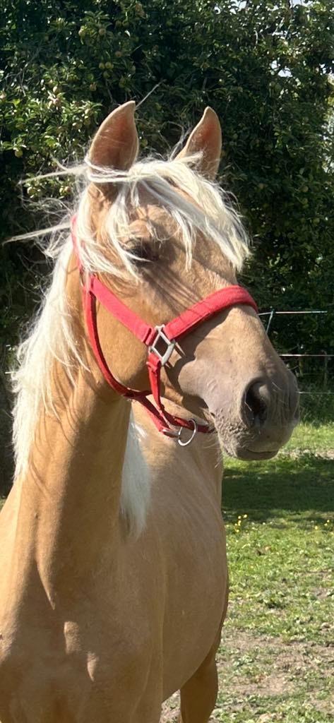 Palomino Foal PRE 16 MAANDEN, Dieren en Toebehoren, Paarden, L