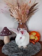 Duitse reus ral, Dieren en Toebehoren, Konijnen, Mannelijk, Groot, 0 tot 2 jaar