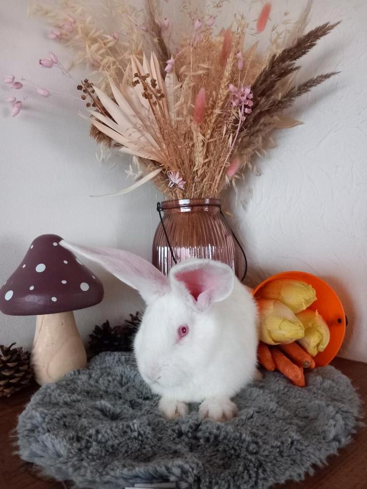 Duitse reus ral, Dieren en Toebehoren, Konijnen, Groot, Mannelijk, 0 tot 2 jaar