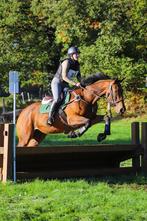 Merrie met potentie voor eventing, Dieren en Toebehoren, Merrie, B, Gechipt, 7 tot 10 jaar