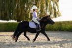 Super leuke kinderpony merrie, Avec pedigree, Débourré, Poney de récréation, Poney A (jusqu'à 1.17 m)
