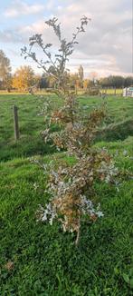 eikenboom gratis, Ophalen