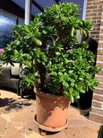 vetplant crassula ovata druce, Tuin en Terras, Planten | Tuinplanten, Vaste plant, Bloeit niet, Halfschaduw, Ophalen