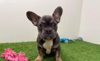 Franse Bulldog pups, Dieren en Toebehoren, Honden | Bulldogs, Pinschers en Molossers, België, 8 tot 15 weken, CDV (hondenziekte)