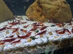 Crevettes Red Sakura, Garnalen, Plusieurs animaux