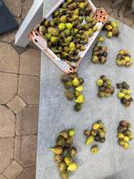 160 stuks Bio vijgen vers geplukt, Ophalen