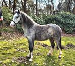 Belle jument galloise courageuse, Poney B (1.17 m à 1.27 m), Avec pedigree, 0 à 2 ans, Non dressé