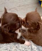 Chocola Chihuahua pups typerende appelkopjes., Dieren en Toebehoren, België, Particulier, Reu, CDV (hondenziekte)