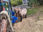 Stamboek hengstje, Dieren en Toebehoren, Met stamboom, 0 tot 2 jaar, Hengst, A pony (tot 1.17m)