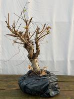 Bonsai zelkova uit volle grond, Ophalen of Verzenden, Winter