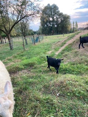 Bokje  gecastreerd beschikbaar voor biedingen