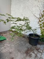 Japanse esdoorn, Ophalen