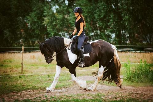 Dressuur bijrijder gezocht, merrie 8 jaar, Animaux & Accessoires, Chevaux, Jument, B, Moins de 160 cm, 7 à 10 ans, Cheval de récréation