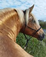 Lusitano hengst 19jaar, Dieren en Toebehoren, Paarden, Hengst