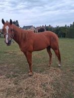 Super mooie brave quarter merrie, Dieren en Toebehoren, Paarden, Merrie, M