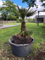 Palmboom 100cm, Jardin & Terrasse, Plantes | Arbres, Enlèvement, Moins de 100 cm