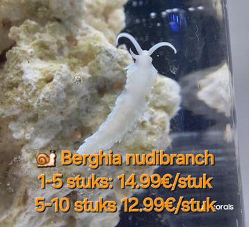 Berghia nudibranch beschikbaar voor biedingen