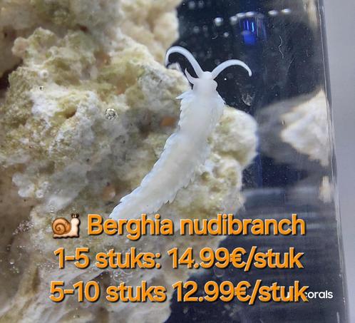 Berghia nudibranch, Dieren en Toebehoren, Vissen | Aquaria en Toebehoren, Nieuw, Gevuld zeewateraquarium, Ophalen