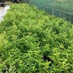 PROMO -10% op stock taxus,if ,lauwlier, buxus, thuja, leylan, Ophalen of Verzenden