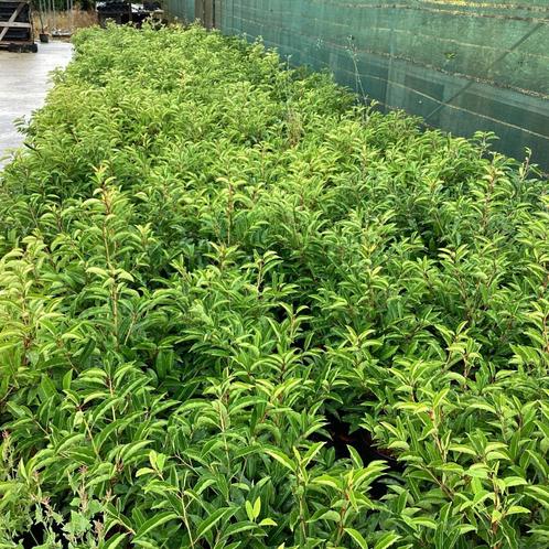 PROMO -10% op stock taxus,if ,lauwlier, buxus, thuja, leylan, Tuin en Terras, Planten | Tuinplanten, Ophalen of Verzenden