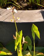 sagittaria, Ophalen