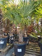 Palmboom Trachycarpus Fortunei, Ophalen, Palmboom