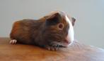 Lieve jonge cavia’s zoeken een warme thuis, Animaux & Accessoires, Rongeurs, Décembre, Plusieurs animaux, Cobaye