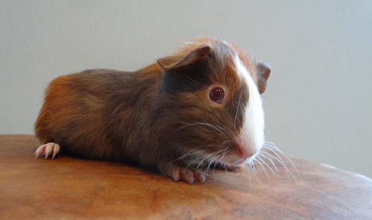 Lieve jonge cavia’s zoeken een warme thuis, Dieren en Toebehoren, Knaagdieren, Meerdere dieren, Cavia, December