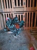 Hanen Brahma porselein, Dieren en Toebehoren, Pluimvee