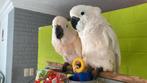 Jonge tamme baby Witkuifkakatoes Alba, Dieren en Toebehoren, Meerdere dieren, Papegaai, Geringd