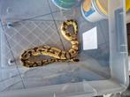 Mooie ballpython proven kweekman., Dieren en Toebehoren, Tam