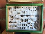 Taxidermie - insecten, Verzamelen, Ophalen of Verzenden, Gebruikt, Opgezet dier