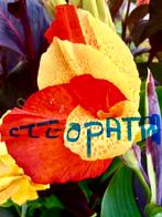 Canna’s  Zeldzamere soorten, Tuin en Terras, Planten | Tuinplanten, Ophalen, Vaste plant, Overige soorten