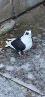 Mooi duiven te koop, Animaux & Accessoires, Oiseaux | Pigeons