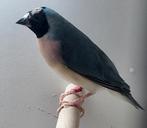 Gouldamadine koppel, blauwe pop,wildkleur man, zie beschr., Dieren en Toebehoren, Geringd