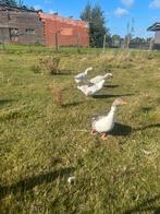 Gratis 4 ganzen, Dieren en Toebehoren, Gans of Zwaan