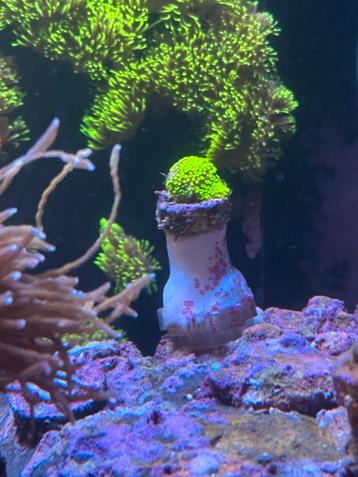 Koraal / Koralen Zeeaquarium P.O.T.K. beschikbaar voor biedingen
