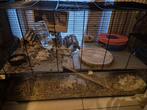 Hamsterkooi, Dieren en Toebehoren, Ophalen, Kooi, 110 cm of meer, 60 tot 90 cm
