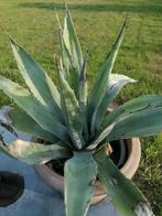 Agave, Tuin en Terras, Planten | Tuinplanten, Ophalen, Bloeit niet, Vaste plant