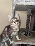 Maine Coon kittens met stamboom, Meerdere dieren, Gechipt, 0 tot 2 jaar