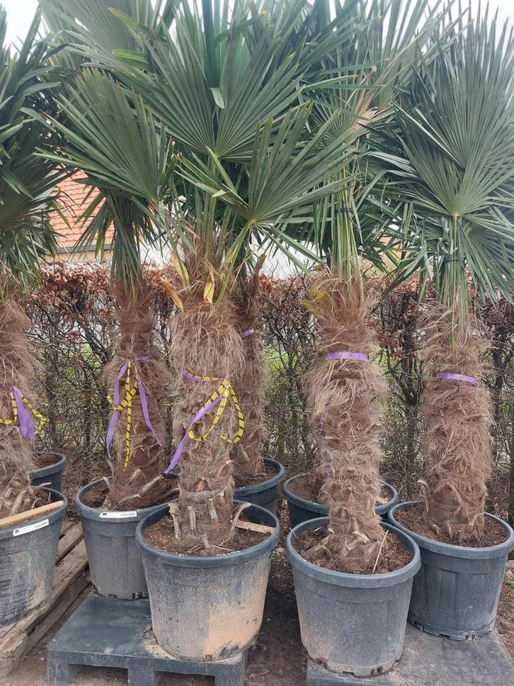 Wintervasten palmbomen, Tuin en Terras, Planten | Bomen, Ophalen