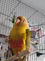 Pyrrhura, Dieren en Toebehoren, Geslacht onbekend, Geringd