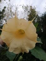brugmansia, Autres espèces, Plein soleil, Été, Enlèvement