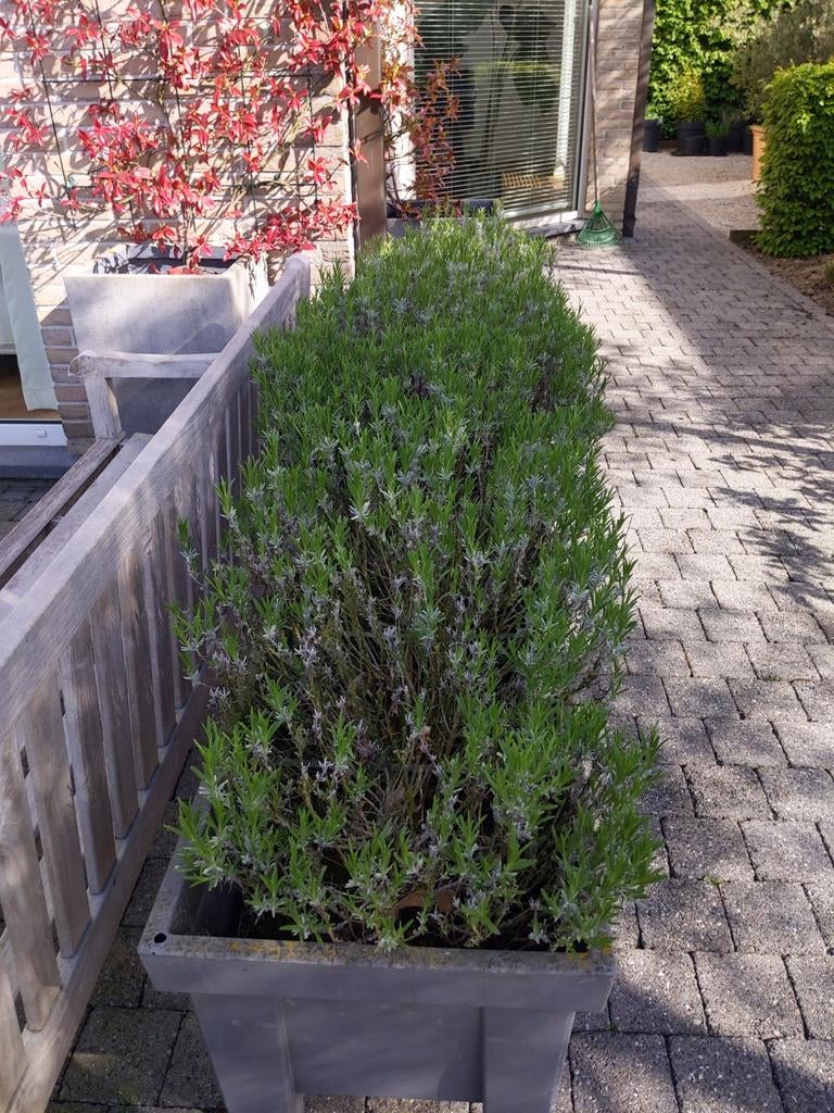 Bloembakken (3) met lavendel op poten, Ophalen